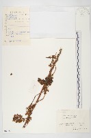 藏品(日本菟絲子)的圖片