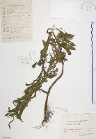 藏品(美洲假蓬)的圖片