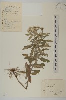 藏品(香青)的圖片