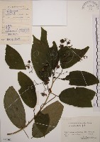 藏品(大青)的圖片