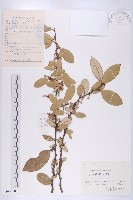 藏品(胡頹子)的圖片