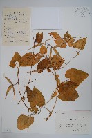 藏品(牛皮消)的圖片