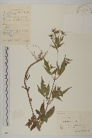 藏品(大狼把草)的圖片