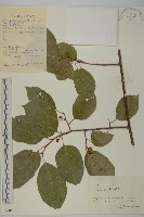 藏品(哥蘭葉)的圖片