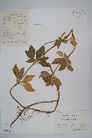 藏品(頂蕊三角咪)的圖片