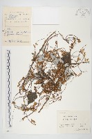 藏品(中國菟絲子)的圖片