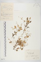 藏品(大葉火焰草)的圖片