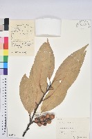 藏品(短尾葉石櫟、綿柯)的圖片