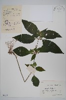 藏品(九頭獅子草)的圖片