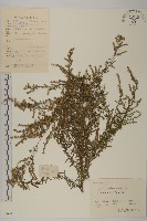 藏品(野艾蒿)的圖片