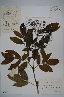 藏品(冇骨消)的圖片