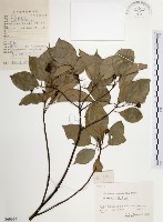 藏品(樟樹)的圖片