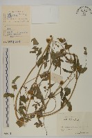 藏品(鬼針)的圖片