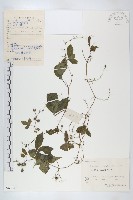 藏品(絞股藍)的圖片