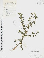 藏品(鱧腸)的圖片