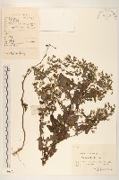 藏品(苦實菜)的圖片