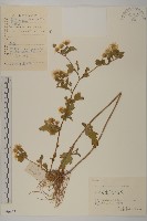 藏品(油菊、野菊)的圖片