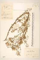 藏品()的圖片