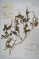 藏品(野莧菜)的圖片