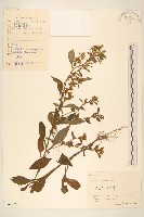 藏品(一枝黃花)的圖片