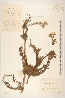 藏品(苦滇菜、苦菜)的圖片