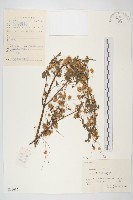 藏品(中國菟絲子)的圖片