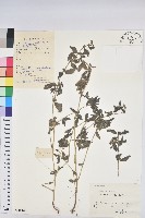 藏品(乳仔草)的圖片