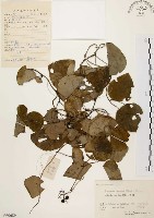 藏品(千金藤、金線吊烏龜)的圖片