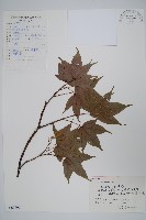 藏品(三峽槭)的圖片