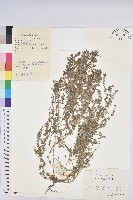 藏品(地錦)的圖片