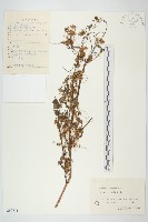 藏品(菟絲子)的圖片