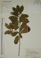 藏品(鈍齒鼠李)的圖片