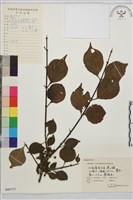 藏品(薄葉鼠李)的圖片