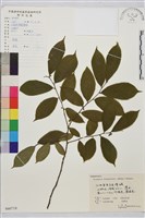 藏品(貓乳)的圖片