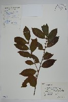 藏品(短梗冬青)的圖片