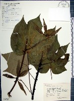 藏品(梧桐)的圖片