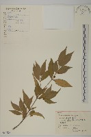 藏品(鴉椿衛矛)的圖片