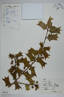 藏品(枸骨)的圖片