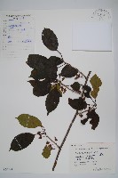 藏品(革葉獼猴桃)的圖片