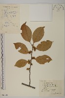 藏品(過山楓)的圖片