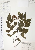 藏品(灰色木藍)的圖片