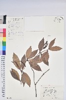 藏品(鹿角杜鵑、西施花、青紫木)的圖片