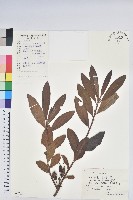 藏品(羊躑躅)的圖片