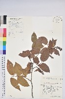 藏品(毛果珍珠花)的圖片