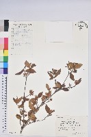 藏品(唐杜鵑、大屯杜鵑、中原氏杜鵑)的圖片