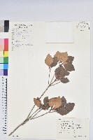 藏品(守城滿山紅、馬禮士杜鵑)的圖片