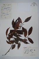 藏品(冬青)的圖片