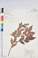 藏品(米飯花)的圖片