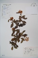 藏品(狹葉莢迷)的圖片