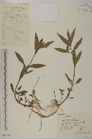 藏品(鱧腸)的圖片